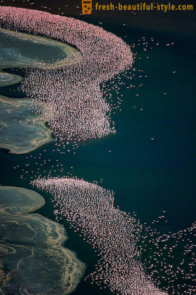 País de flamingos cor de rosa