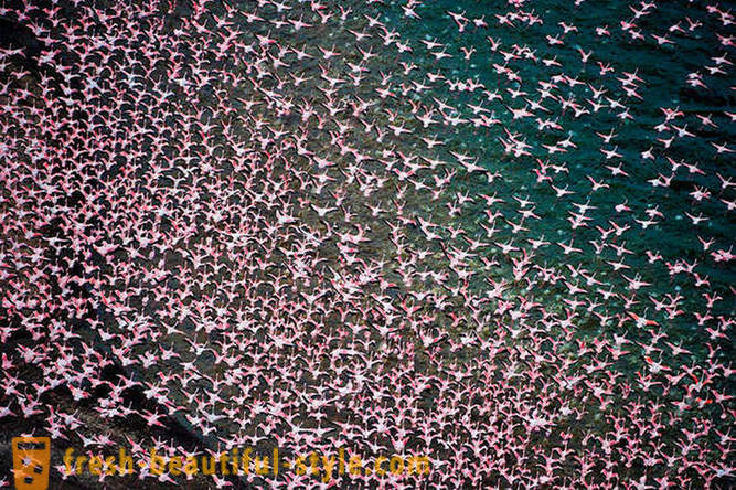 País de flamingos cor de rosa
