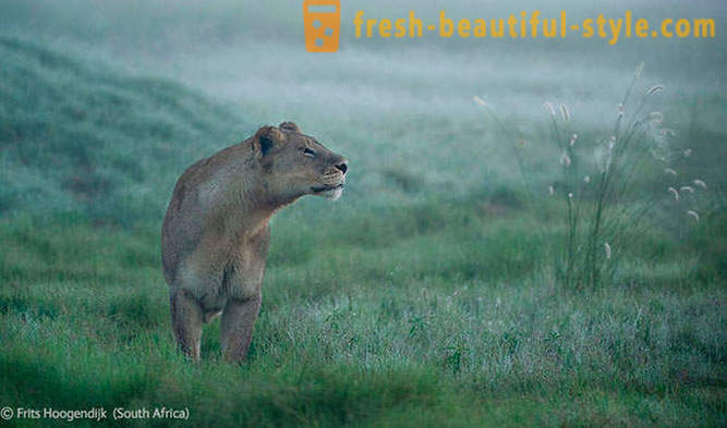 Os vencedores do concurso de fotos dos animais selvagens 2012