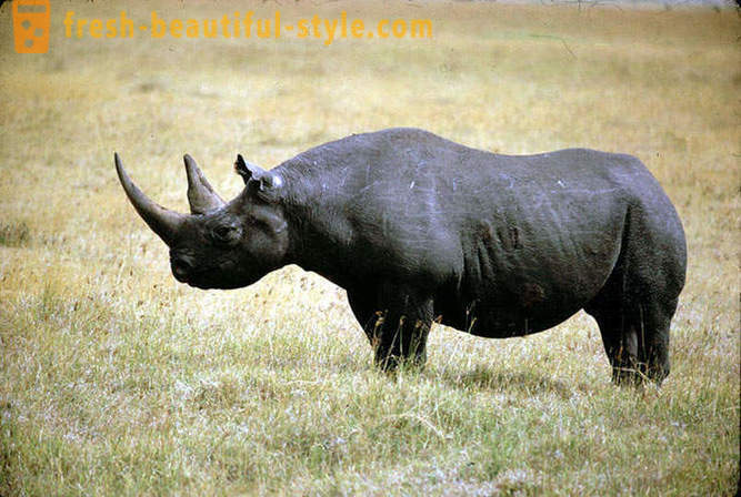 O maior animal terrestre do mundo