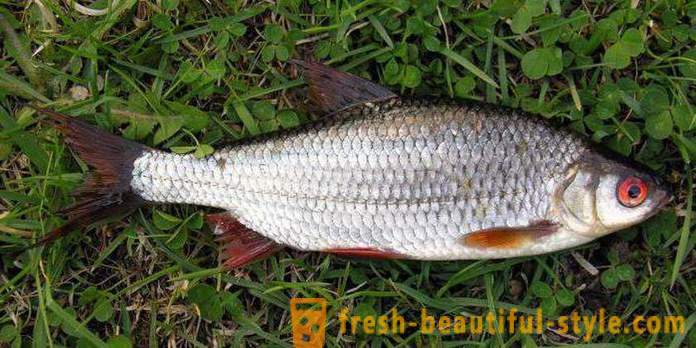 Roach - peixes da família carpa. Descrição e foto. Como pegar a barata?