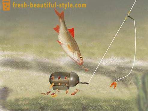Roach - peixes da família carpa. Descrição e foto. Como pegar a barata?