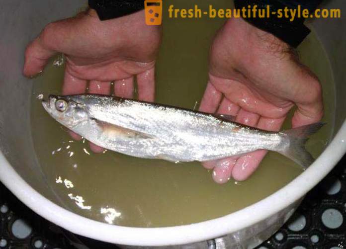 Onde o habitual sabrefish peixe? Como cozinhar sabrefish peixe?