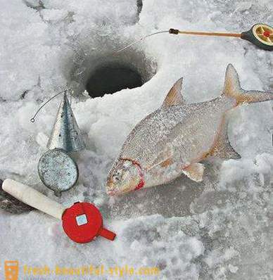 Bream inverno. Artigos para pesca de Inverno de douradas