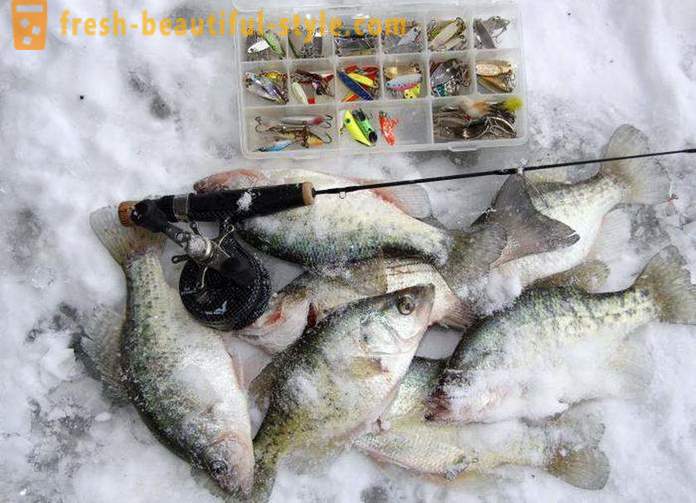 Bream inverno. Artigos para pesca de Inverno de douradas